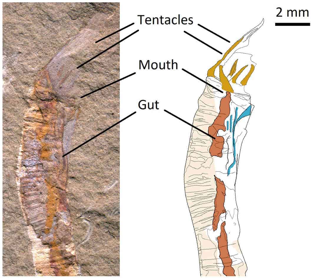 Ancient-jellyfish-first-skeleton-fossil-with-diagram