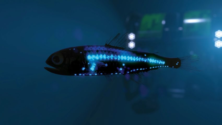 A lantern fish with blue bioluminescent photophores. Bioluminescence