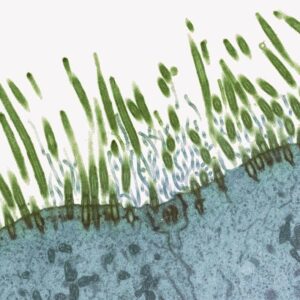 Transmission electron micrograph (tem) of a section of nasal lining.