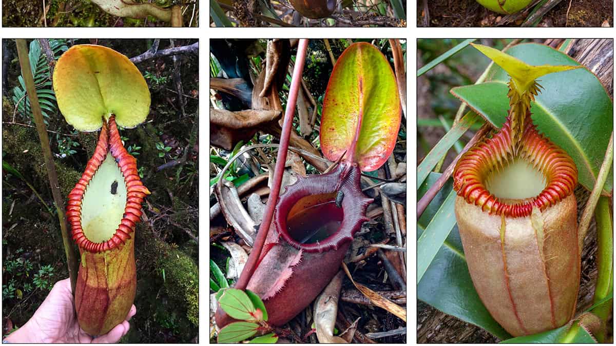 Three pitcher plants, all with reds yellows and purples in the wild. Someone is holding them for size. Two have poos in their bottom collecting section.