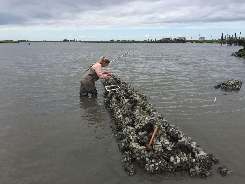 Rebecca morris studying oysters on a man-made structure