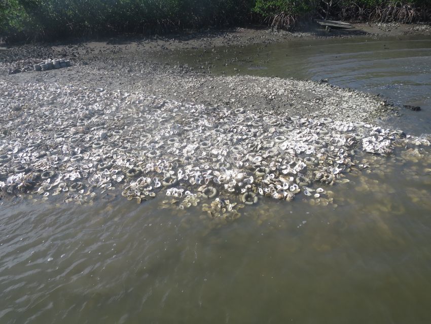 An oyster reef