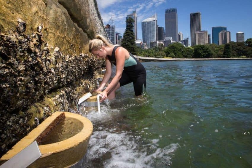 Rebecca morris studying oysters on a sea wall
