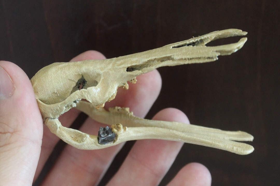 Platypus-skull-in-hand-with-one-black-molar-fossil