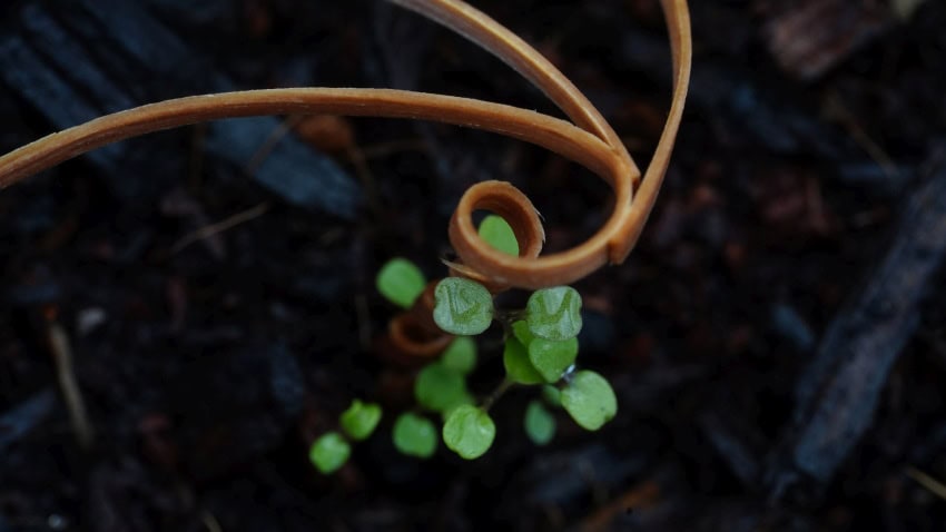 A vegetable plant growing next to its e-seed carrier