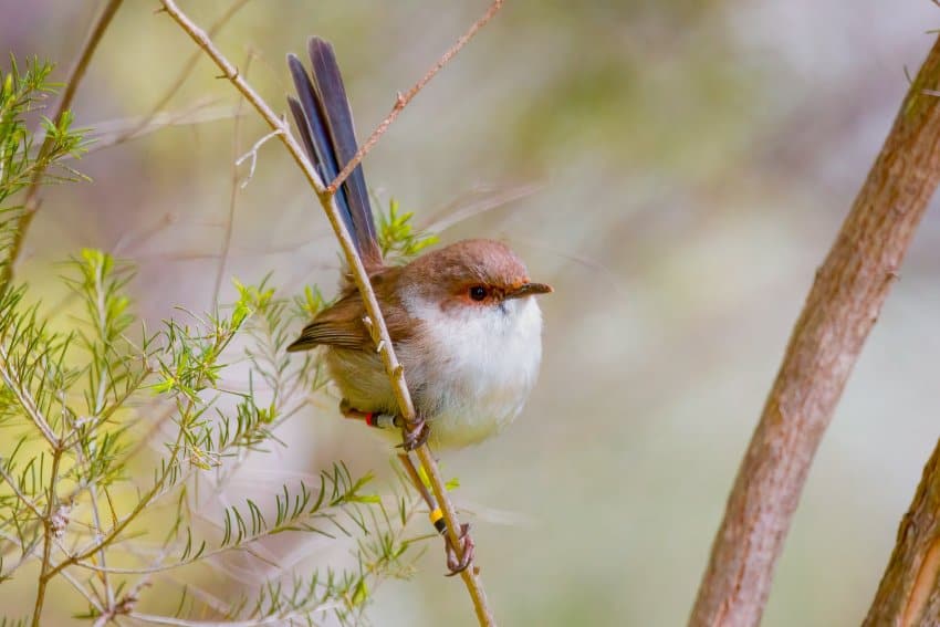 A brown fairy wren sitting on a branch