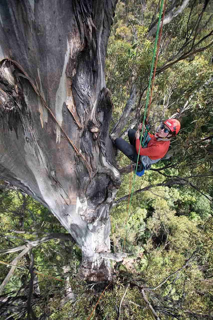 View looking down the trunk of a massive eucalypt towards the earth.