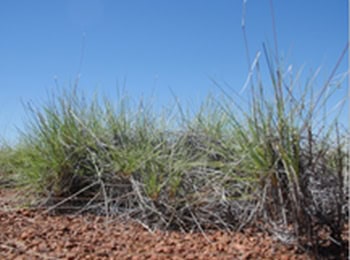 Spinifex grass