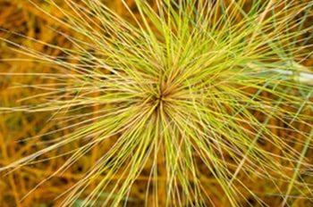 Spinifex grass.