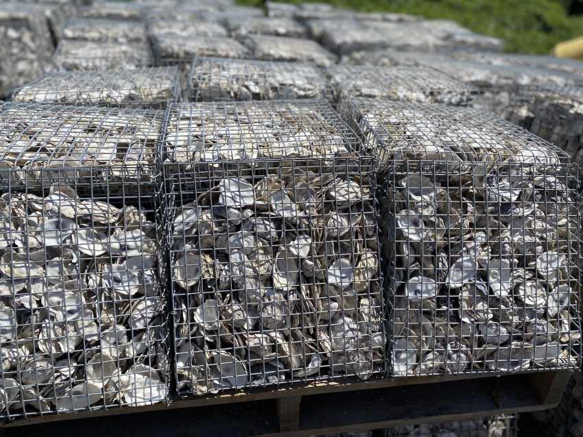 Robust oyster baskets