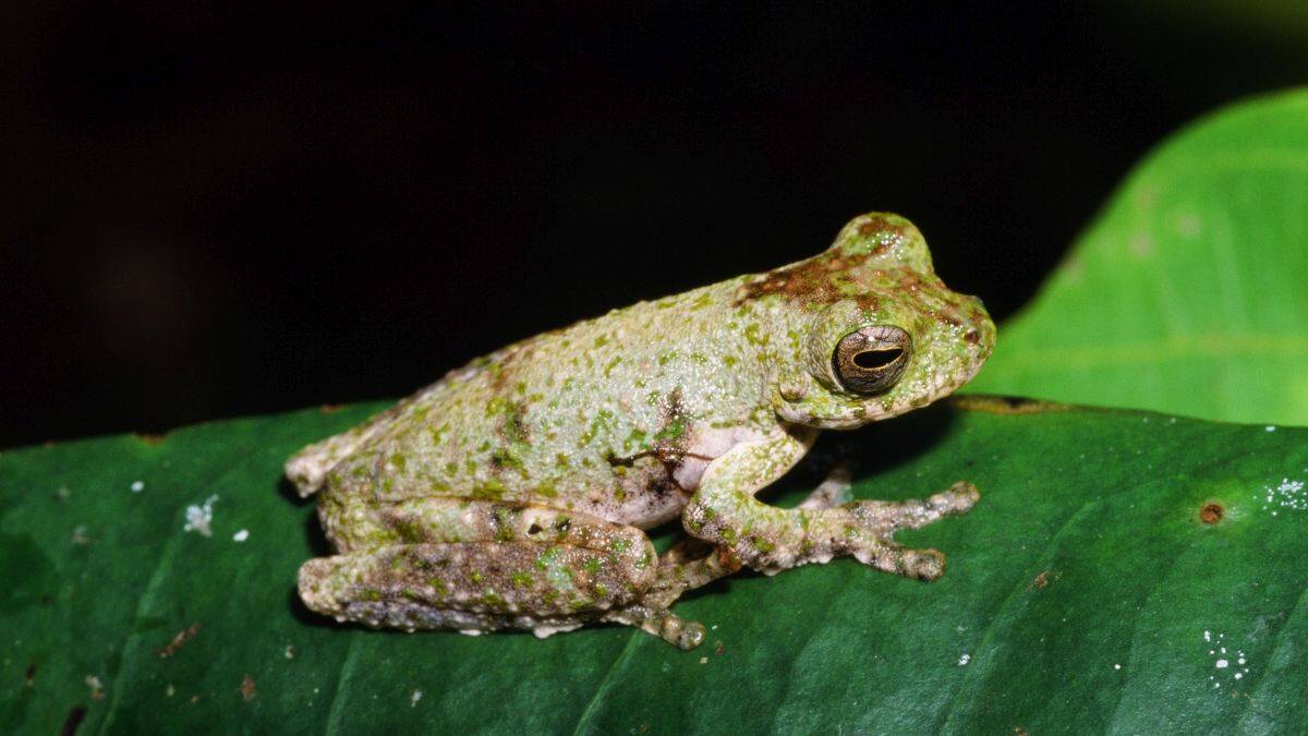 Litoria daraiensis darai plateau treefrog