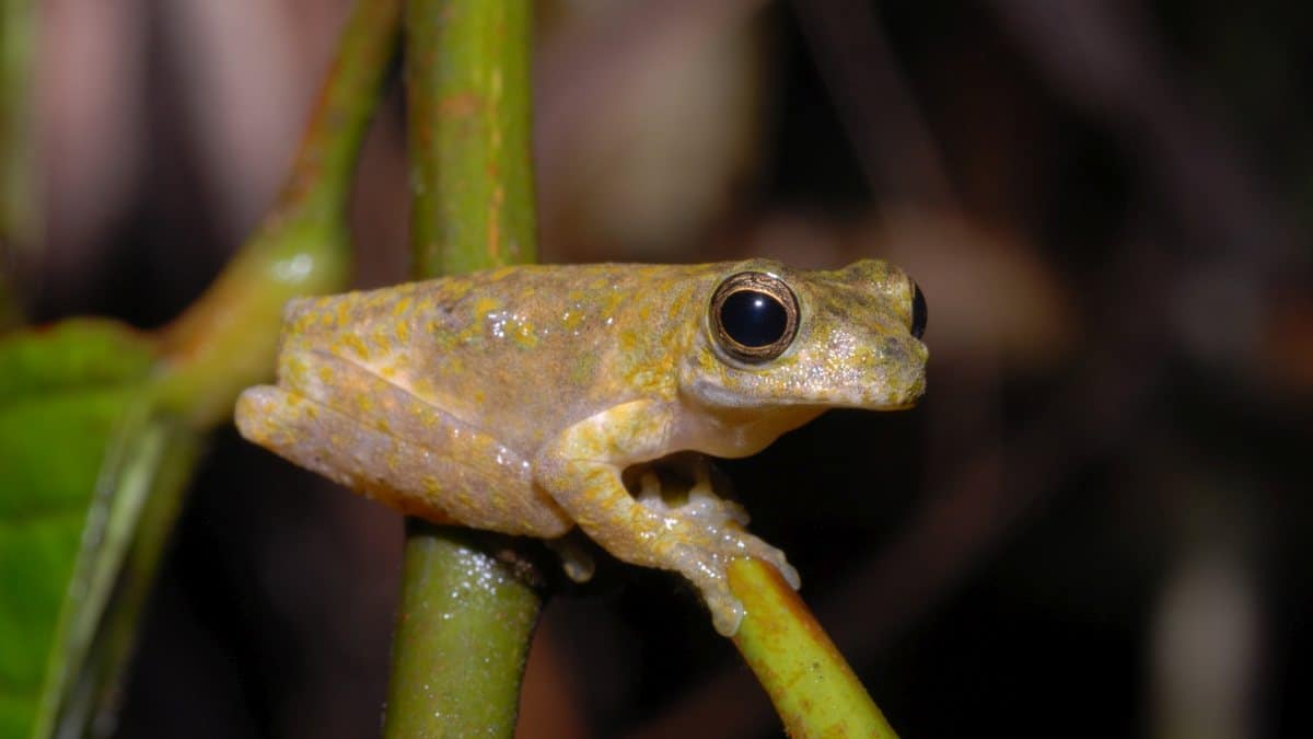 Slender spotted treefrog (litoria gracilis) on a tree branch.