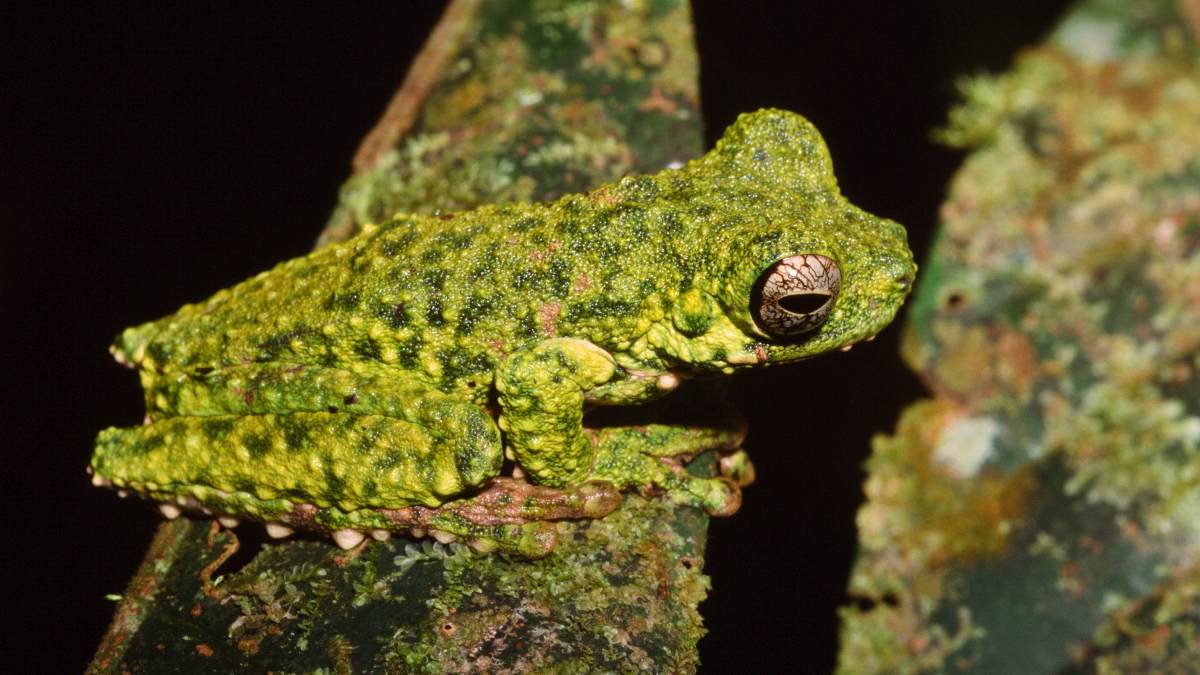 Red-bellied Treefrog (Litoria haematogaster