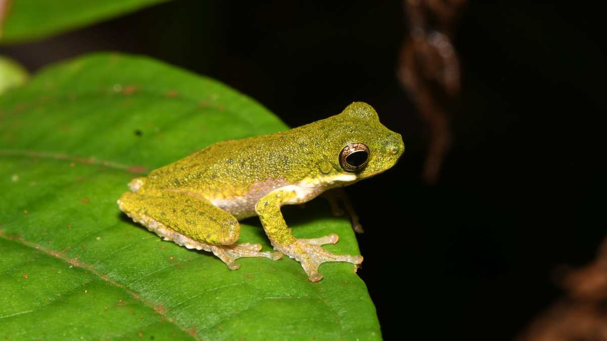 Lisa’s treefrog (litoria lisae).