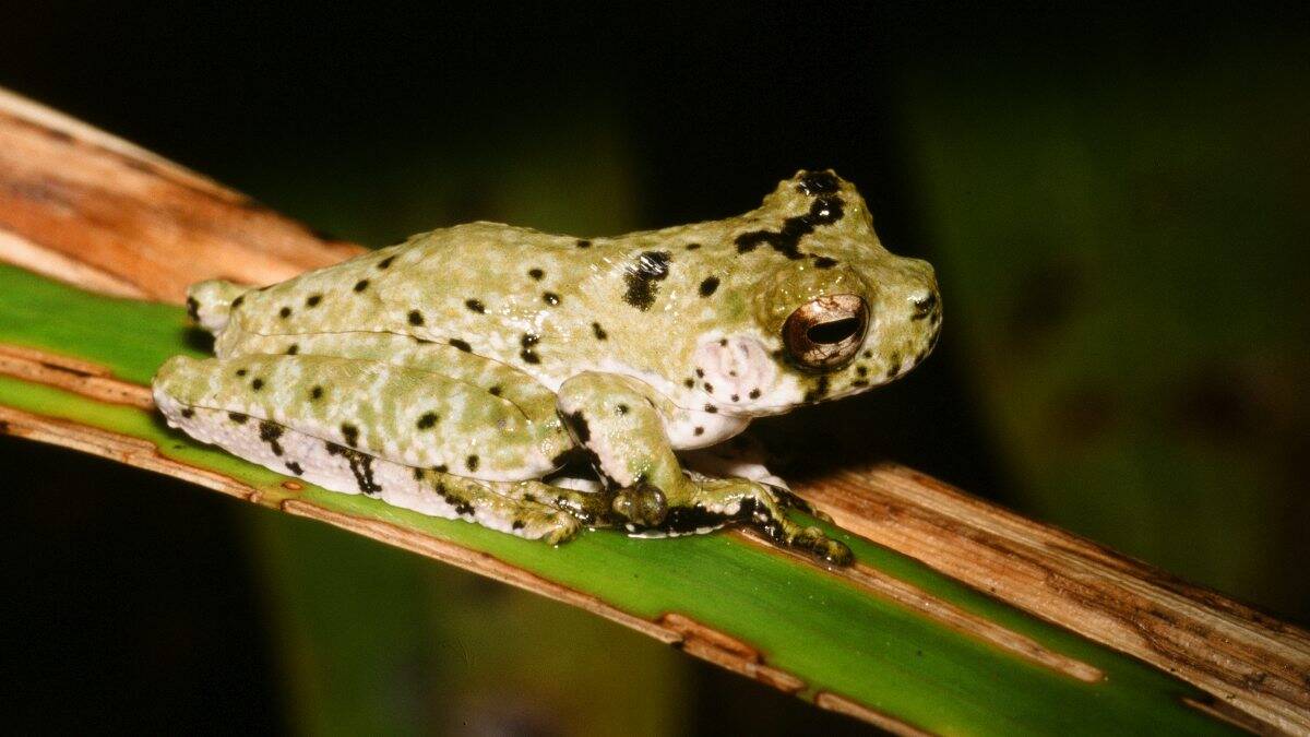 Crater mountain treehole frog
