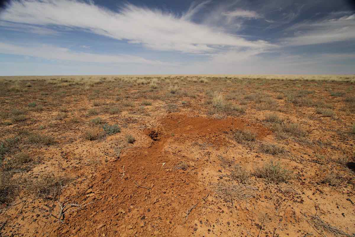 Active bilby burrow coorabulka 18dec12 peter mcrae copy