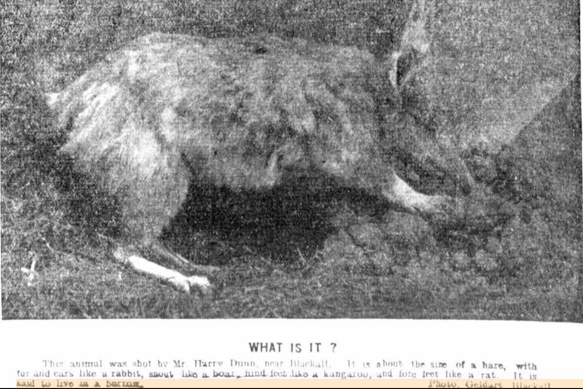 Bilby shot at blackall 1912 the telegraph copy