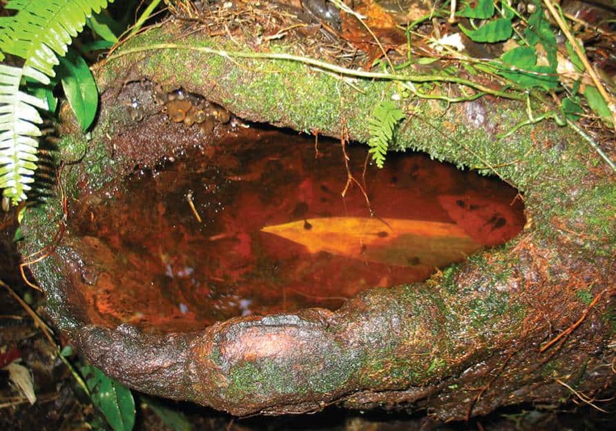 Tadpoles of the crater mountain treefrog swimming in a treehole. The frog's eggs can be seen as gelatinous structures in the top left corner above the pool.