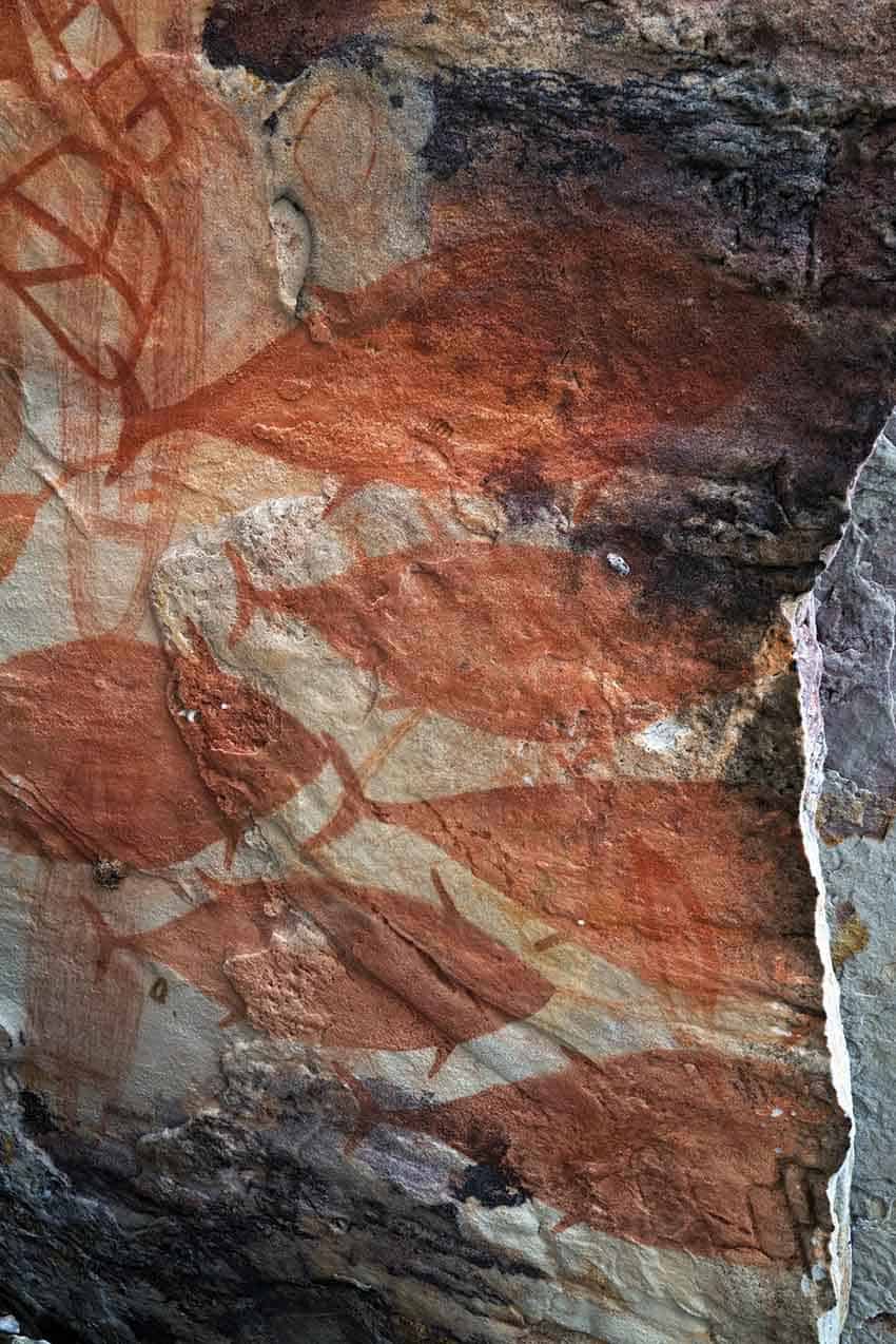 Indigenous art depicting fish such as mackerel on the inside of a cave on marchinbar island.