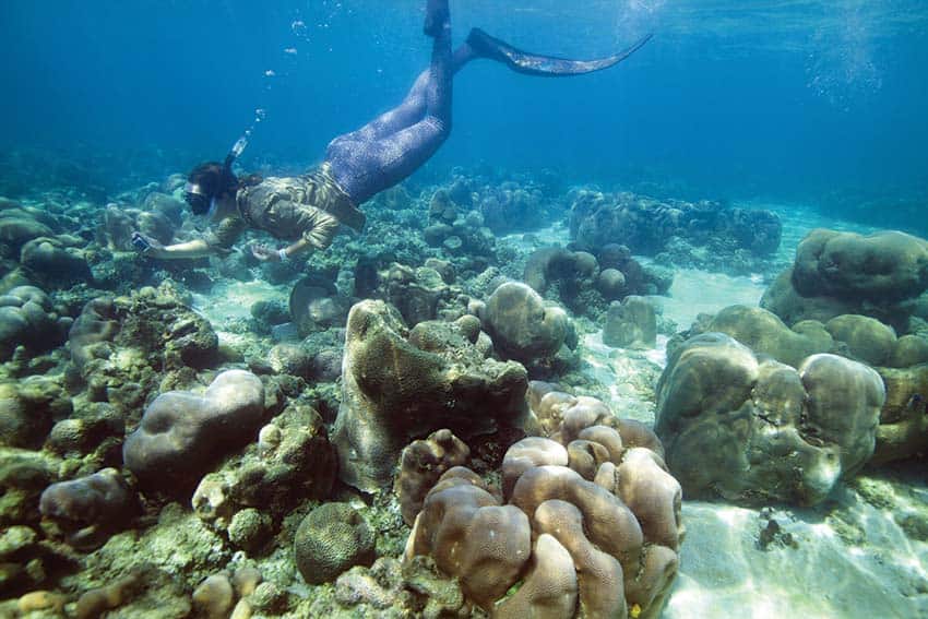 Underwater view of the coral and marine life of the wessels.