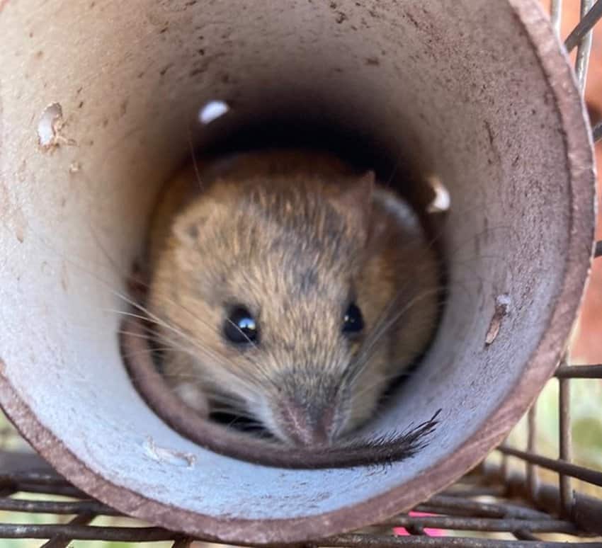 A small rat hidden in a pvc pipe