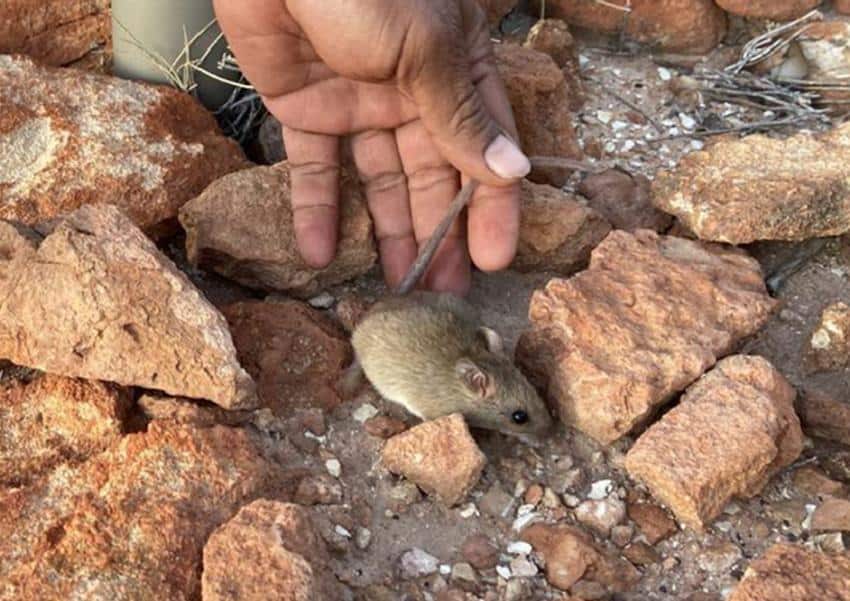 A hand lowers a small rat among rocks
