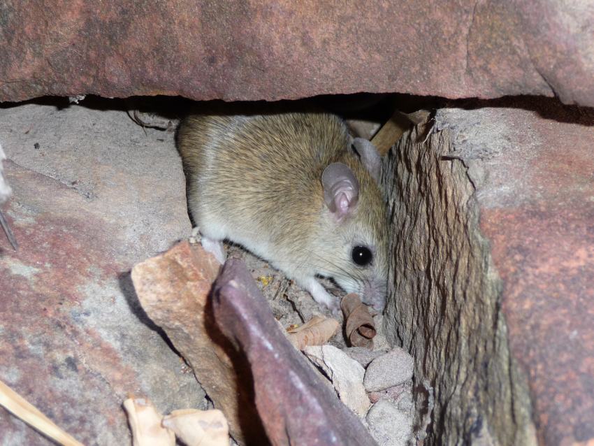 A small, light brown rat under large rocks
