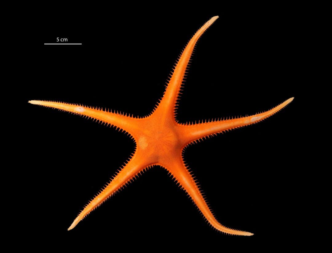 A 35cm wide sea star of found in the ccz of the genus dytaster.