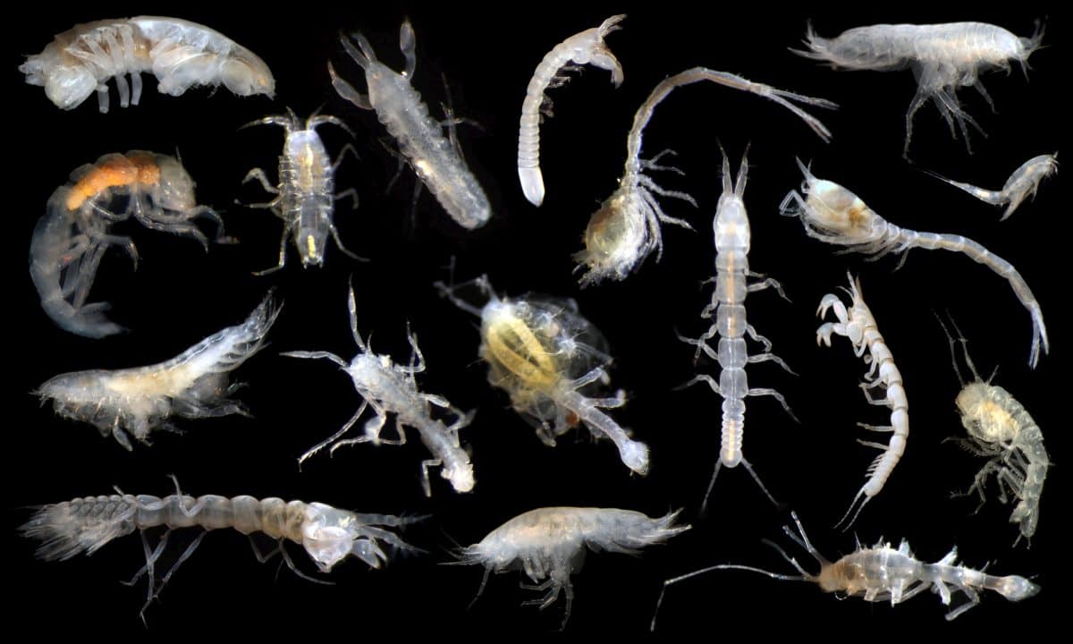 An assortment of arthropods found in the ccz