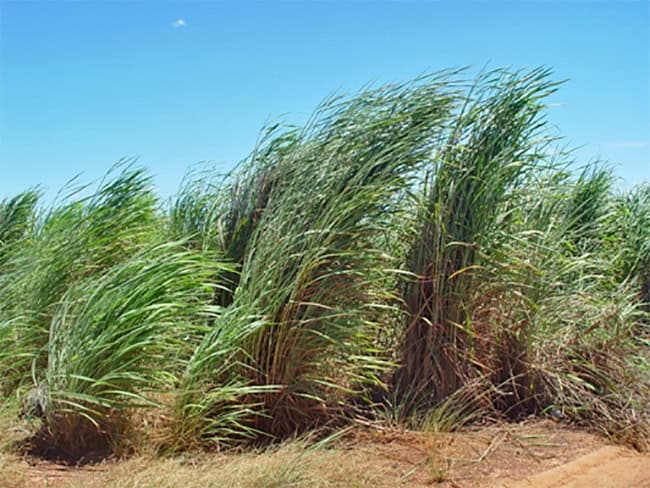 Gamba grass habit