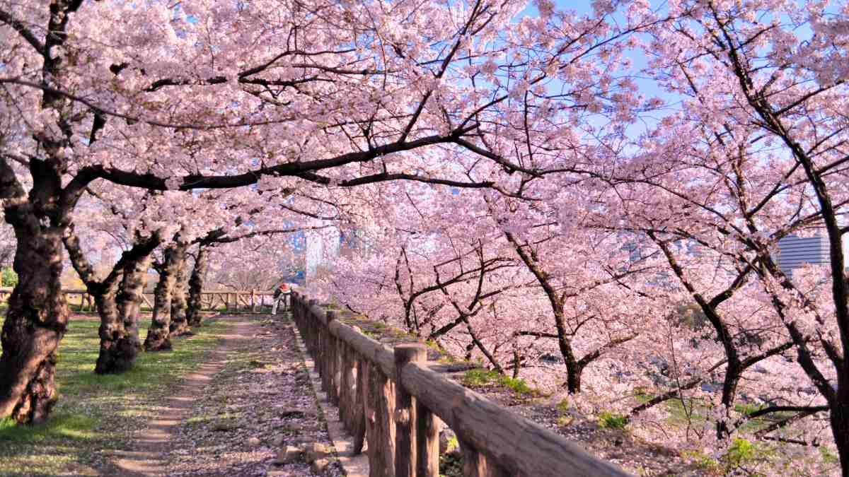 Cherry blossoms on flowering trees in park