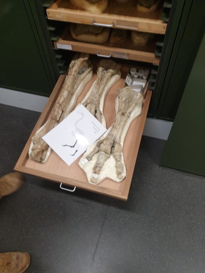 Bones in drawer