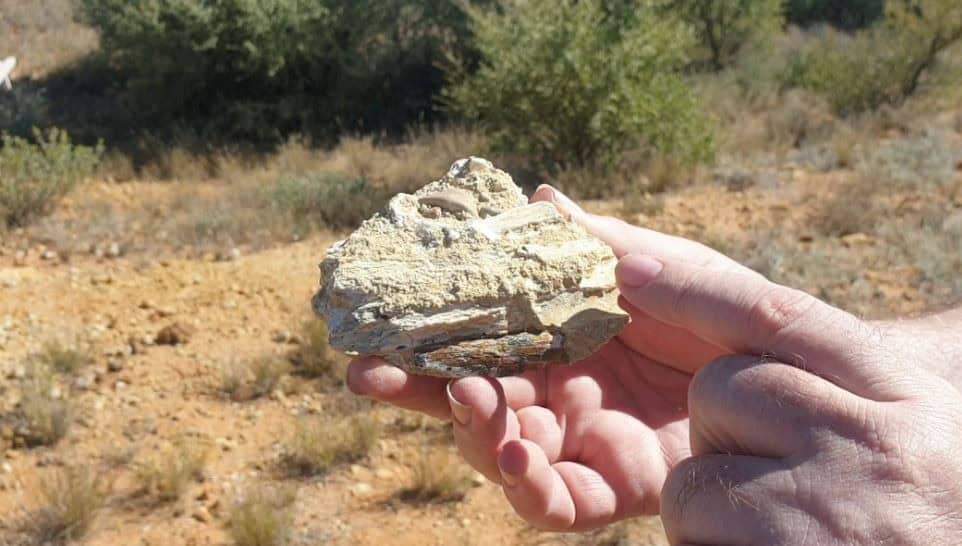 Hand holding fossilised bone