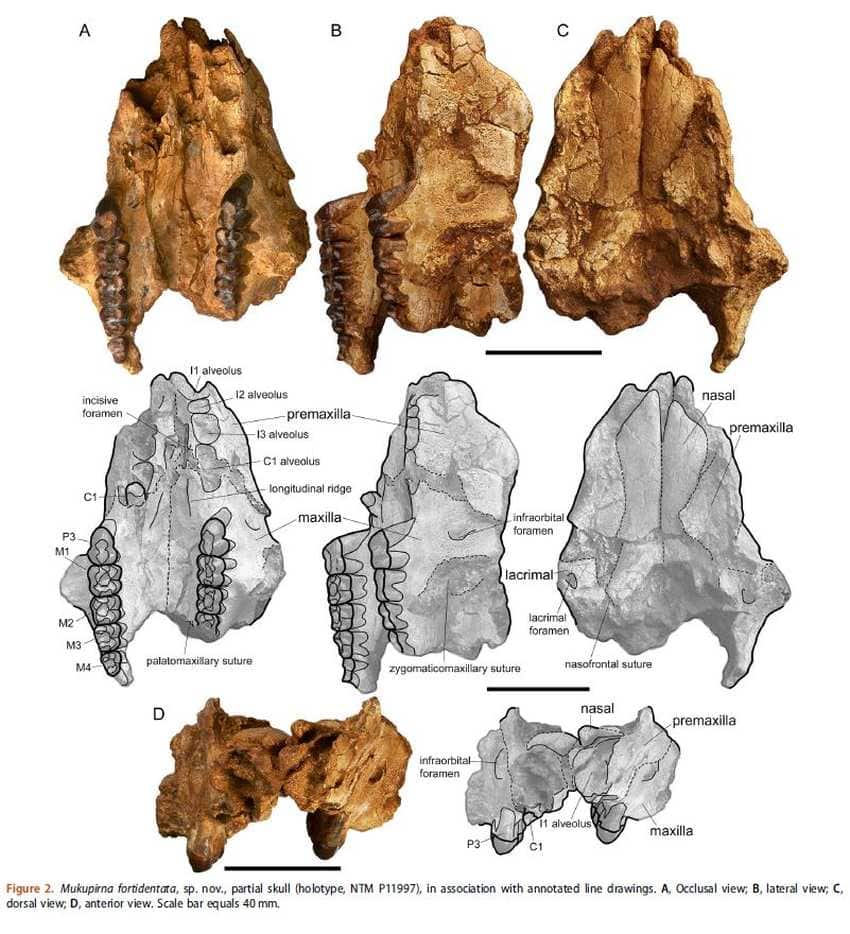 Views and images of mukupirna partial skull