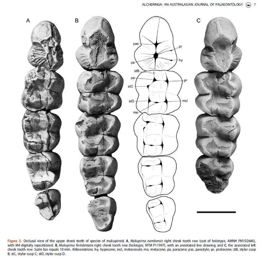 Mukupirna cheek teeth