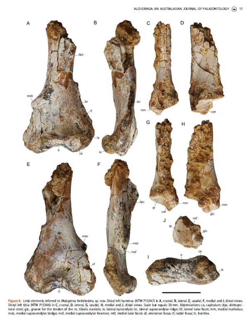 Mukupirna limbs photos