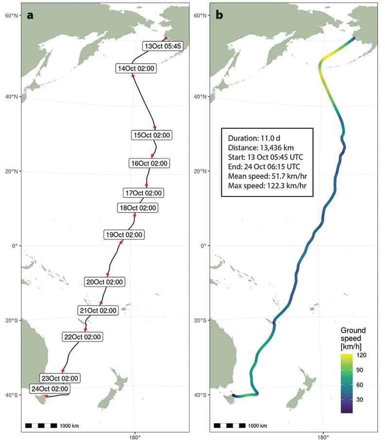 Map showing the journey of godwit, b6.