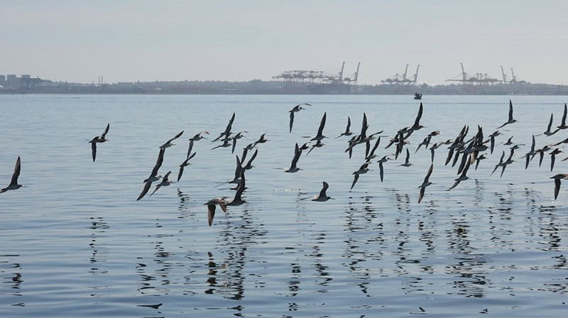 Godwits flying near sydney's port botany.