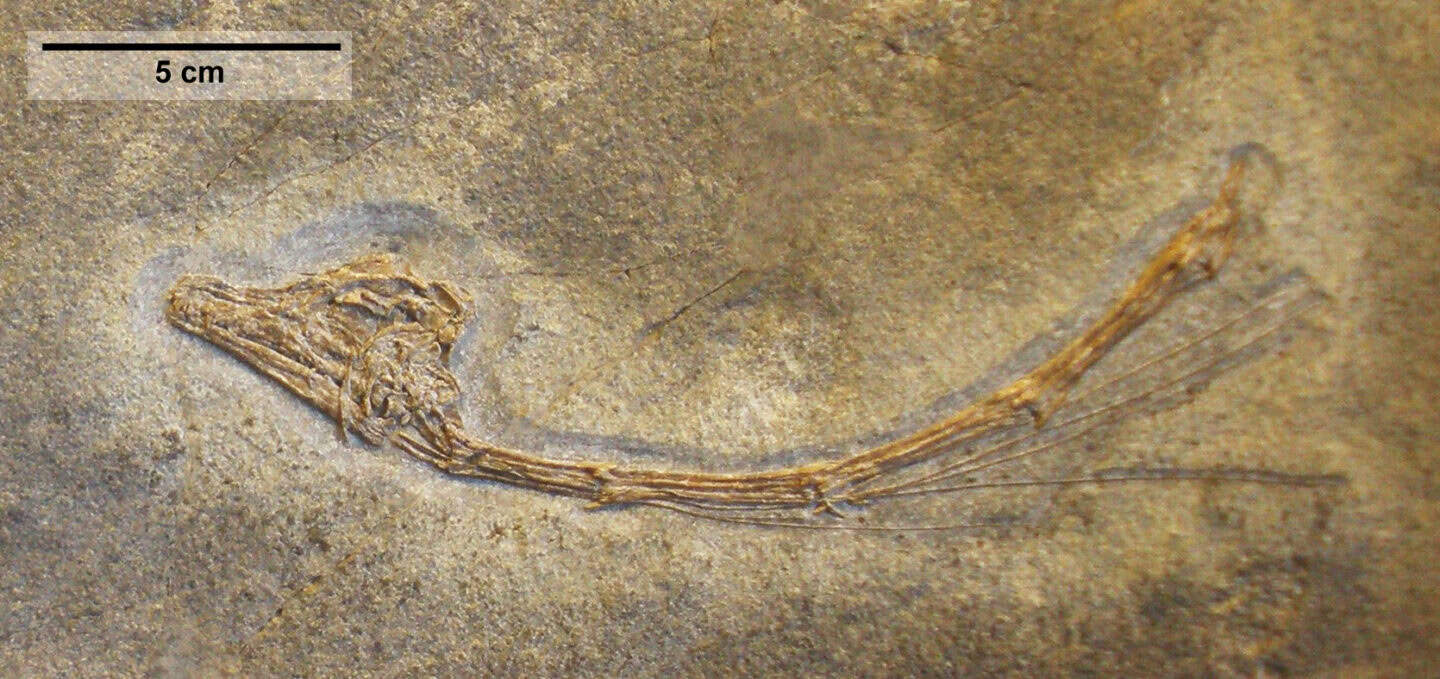 Tanystropheus meridensis