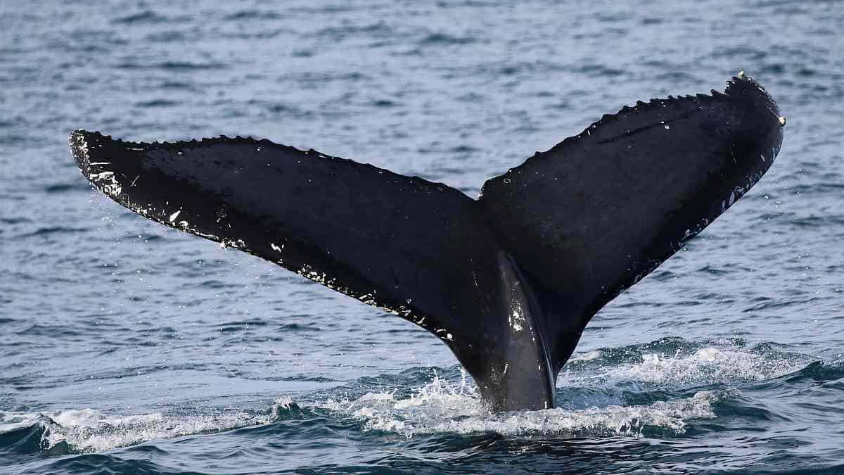 Humpback whale