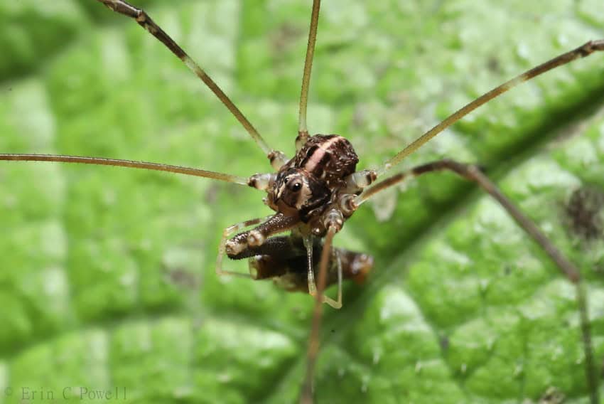 A spider-like arachnid with long, spindly legs on a leaf