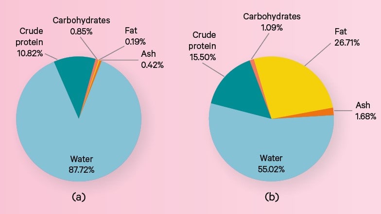 Diagram showing the edible components of an egg.