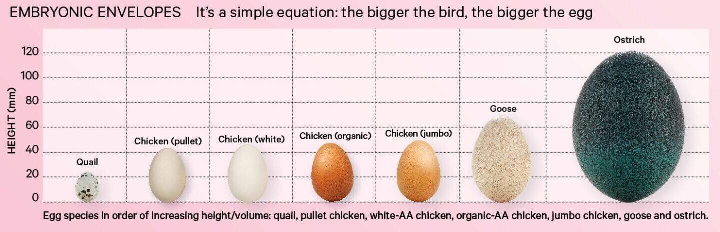 Graphic showing the size in mm of different species of eggs.
