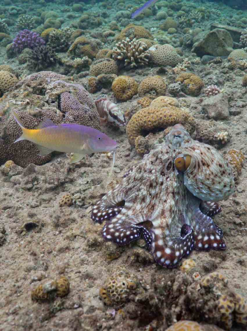Octopus camouflaging next to fish