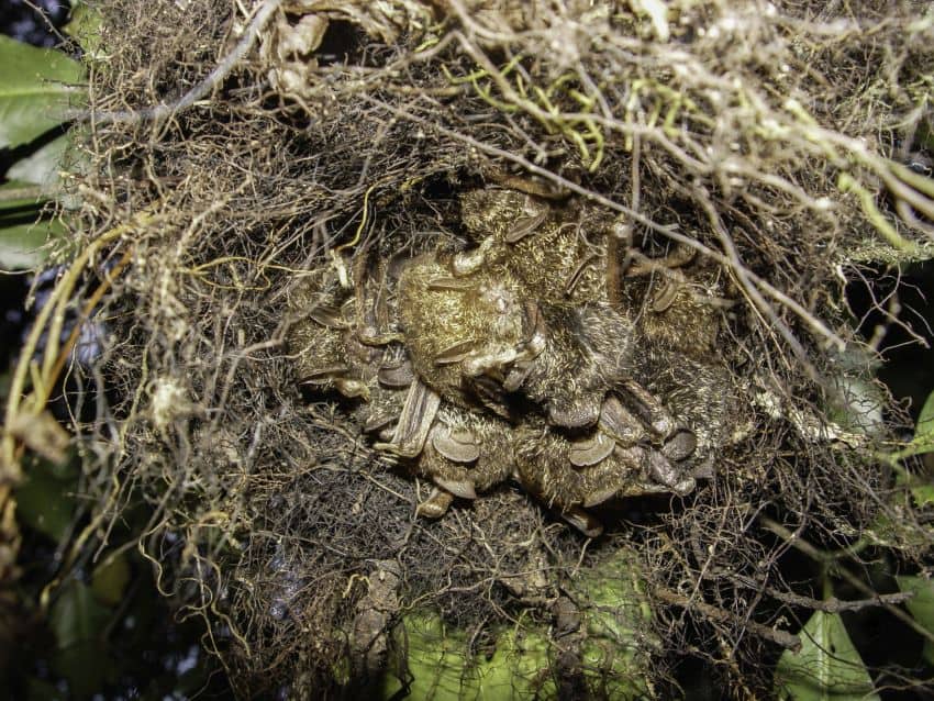 A colony of golden-tipped bats roosting