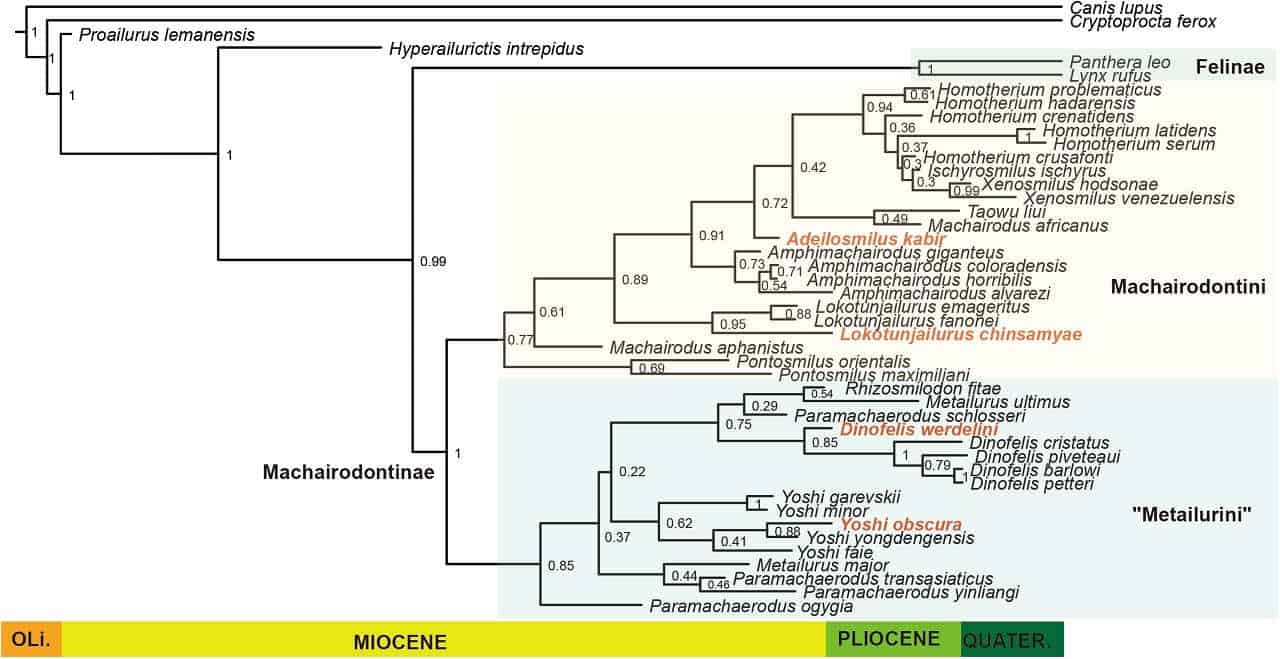 Family tree of sabretooth cats