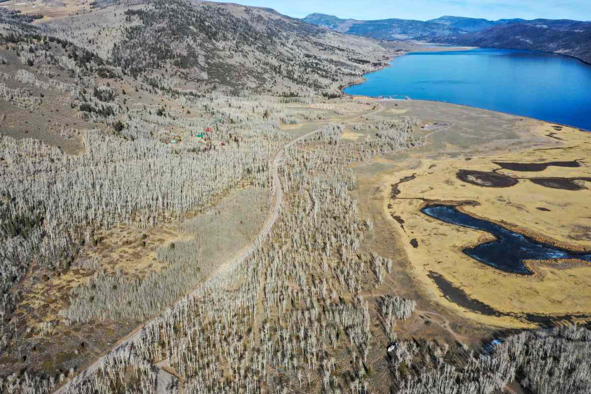 An aerial view of pando trees ‘quaking aspen’ also known as the trembling giant
