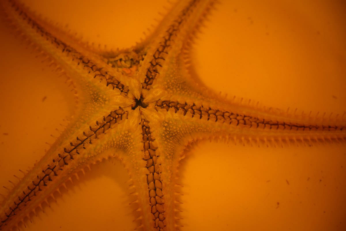 A newly described star fish retrieved from the clarion-clipperton zone is before being transferred into an ethanol-filled specimen jar for scientific preservation at the natural history museum, uk.