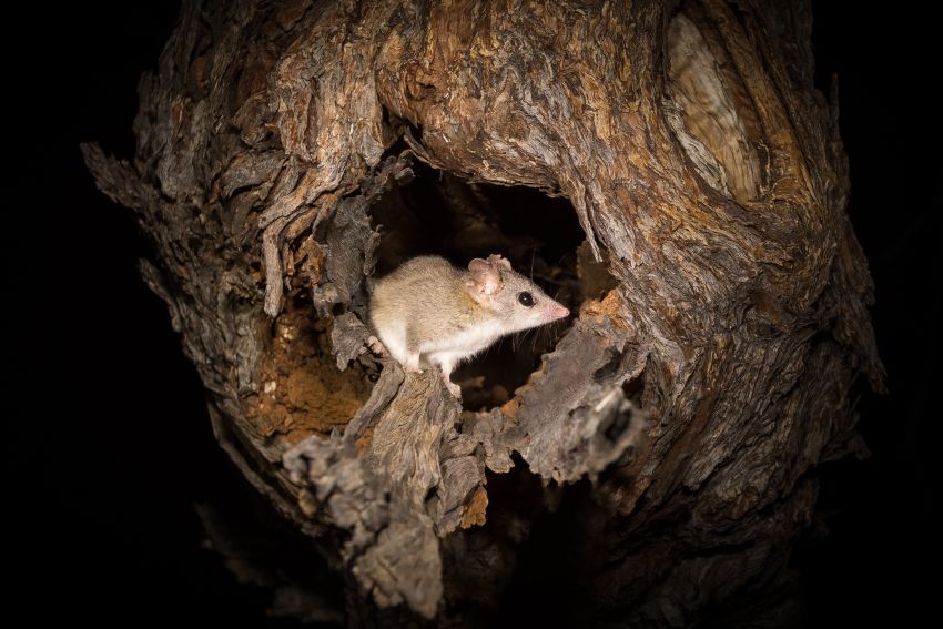 Photo of a red-tailed phascogale in a tree hollow