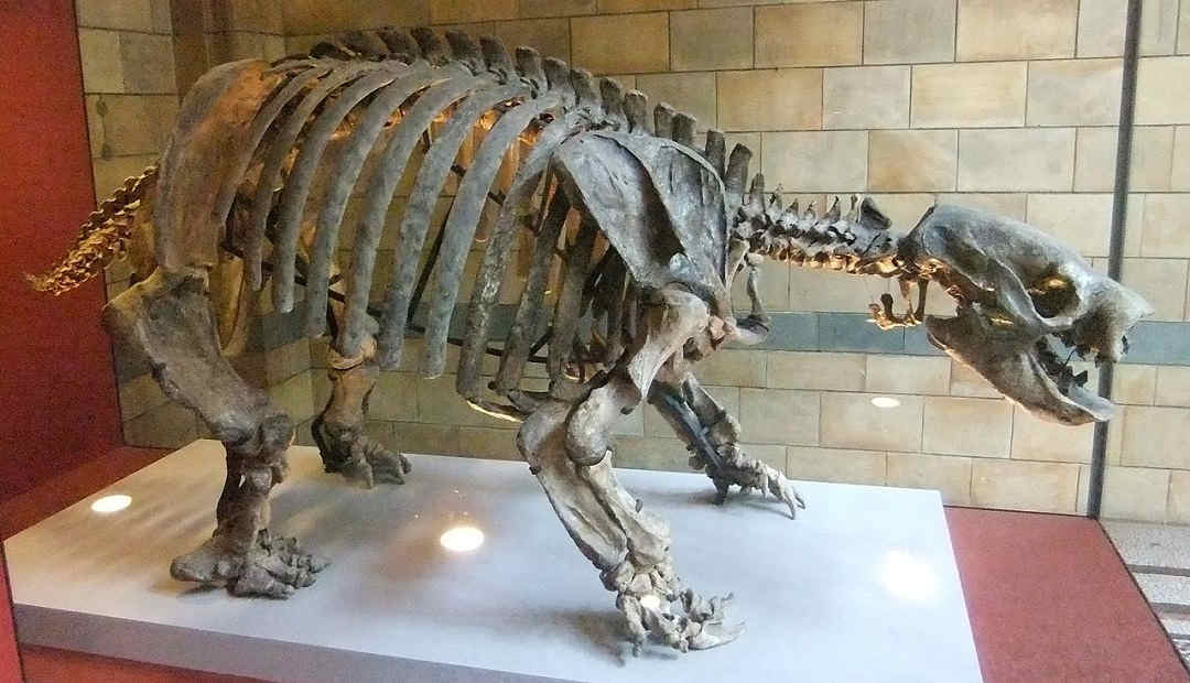 Round skeleton of ancient mammal